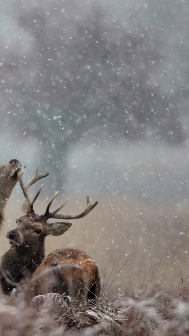 Обои олень, Северный олень, живая природа, лось, олений рог в разрешении 750x1334