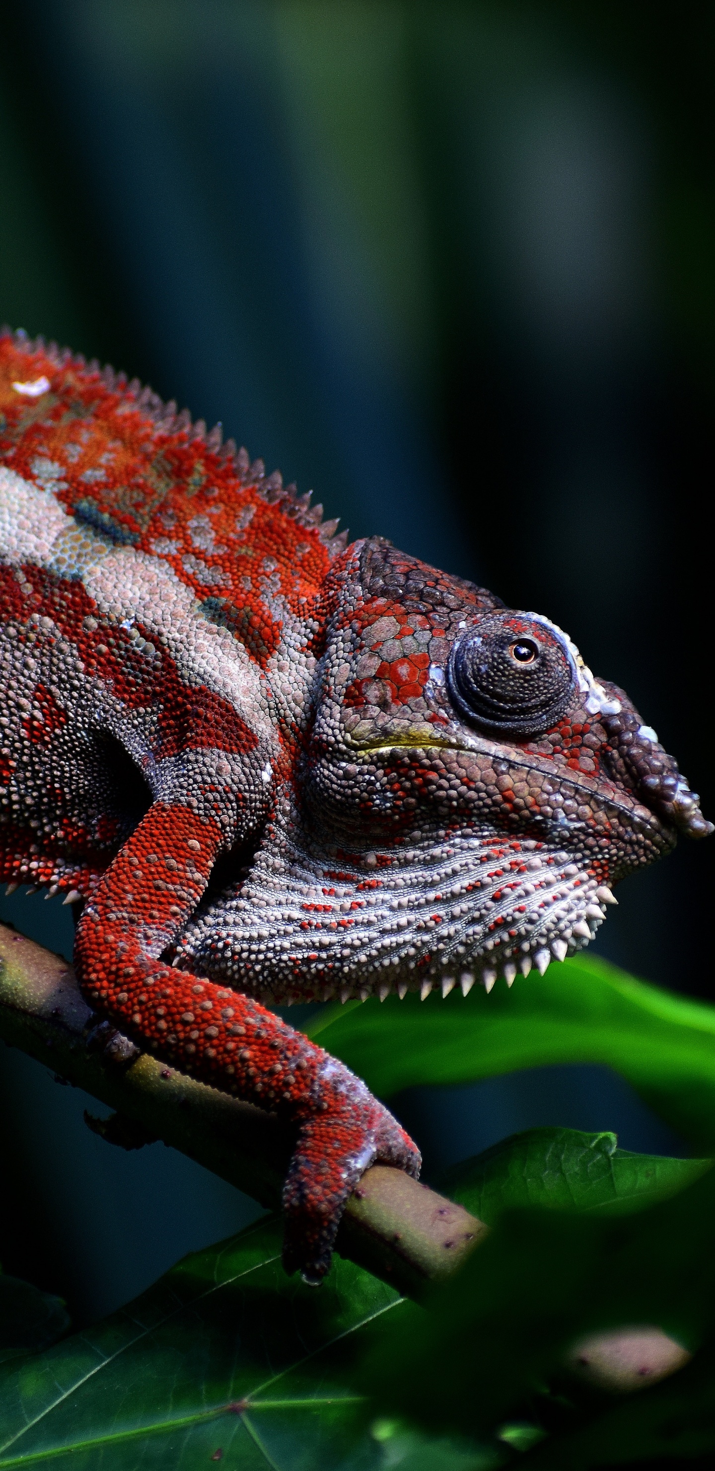 Обои наземные животные, Хамелеон, пресмыкающееся, ящерица, земноводное в разрешении 1440x2960