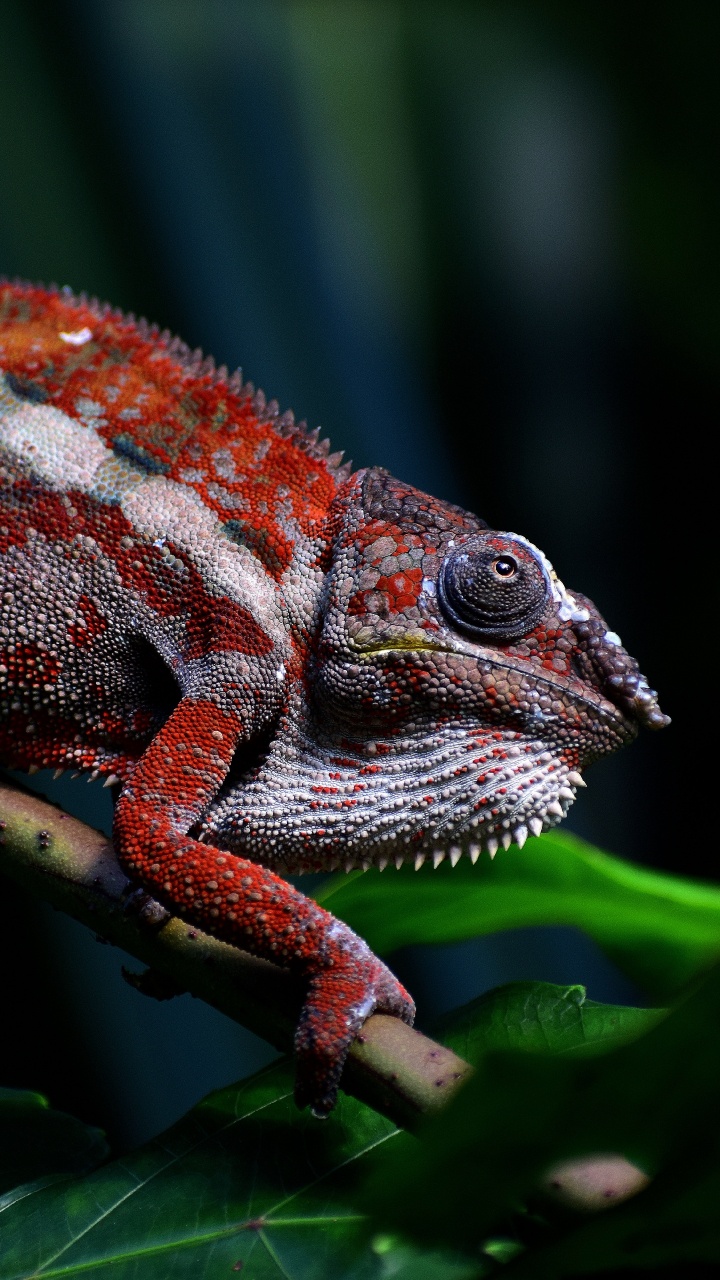 Обои наземные животные, Хамелеон, пресмыкающееся, ящерица, земноводное в разрешении 720x1280