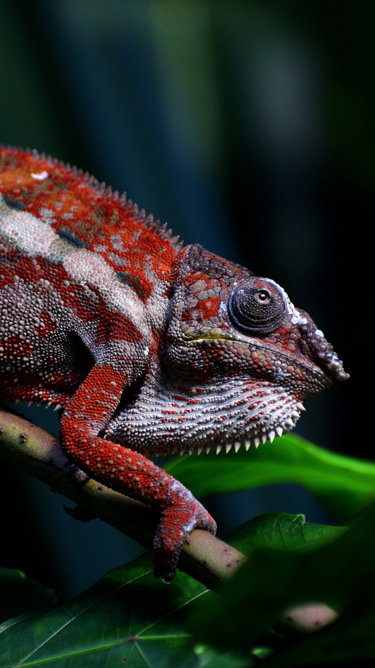 Обои наземные животные, Хамелеон, пресмыкающееся, ящерица, земноводное в разрешении 750x1334