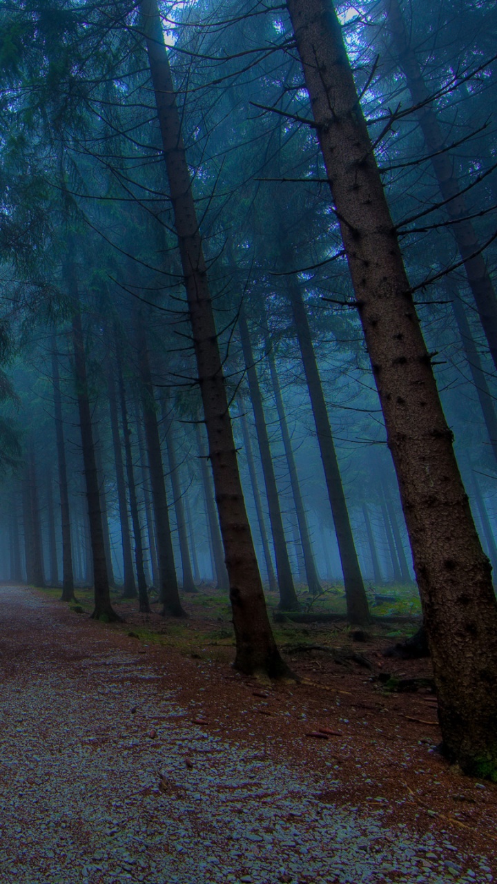 Обои лес, дерево, природа, лесистая местность, ель еловый лес в разрешении 720x1280