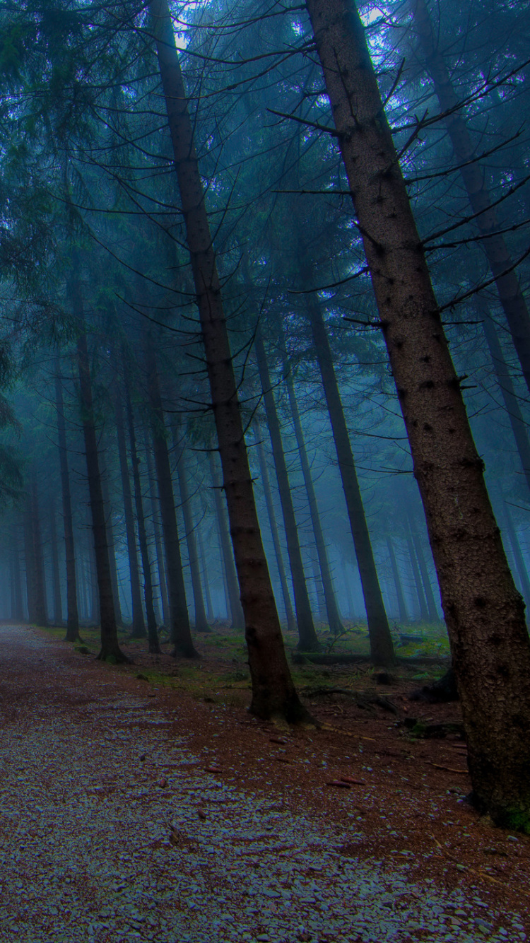 Обои лес, дерево, природа, лесистая местность, ель еловый лес в разрешении 750x1334