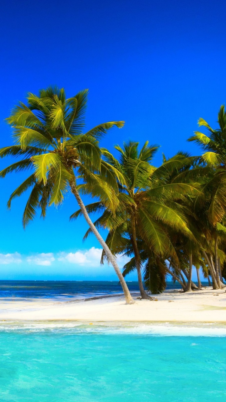 Обои Палм-Бич, пляж, море, берег, тропическая зона в разрешении 720x1280