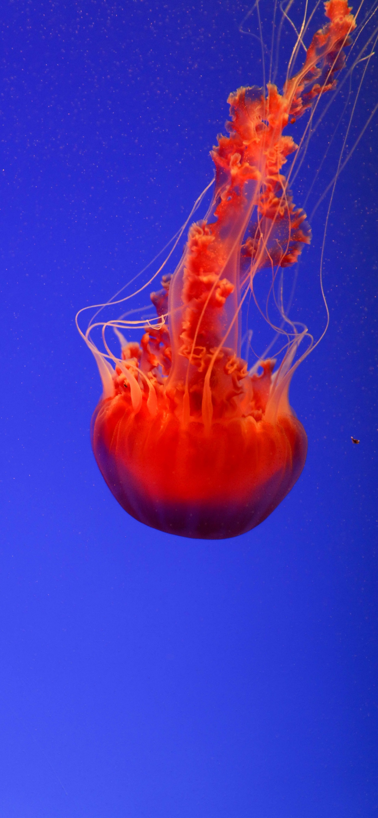 Обои Красные медузы, беспозвоночных, морские беспозвоночные, Медуза, cnidaria в разрешении 1242x2688
