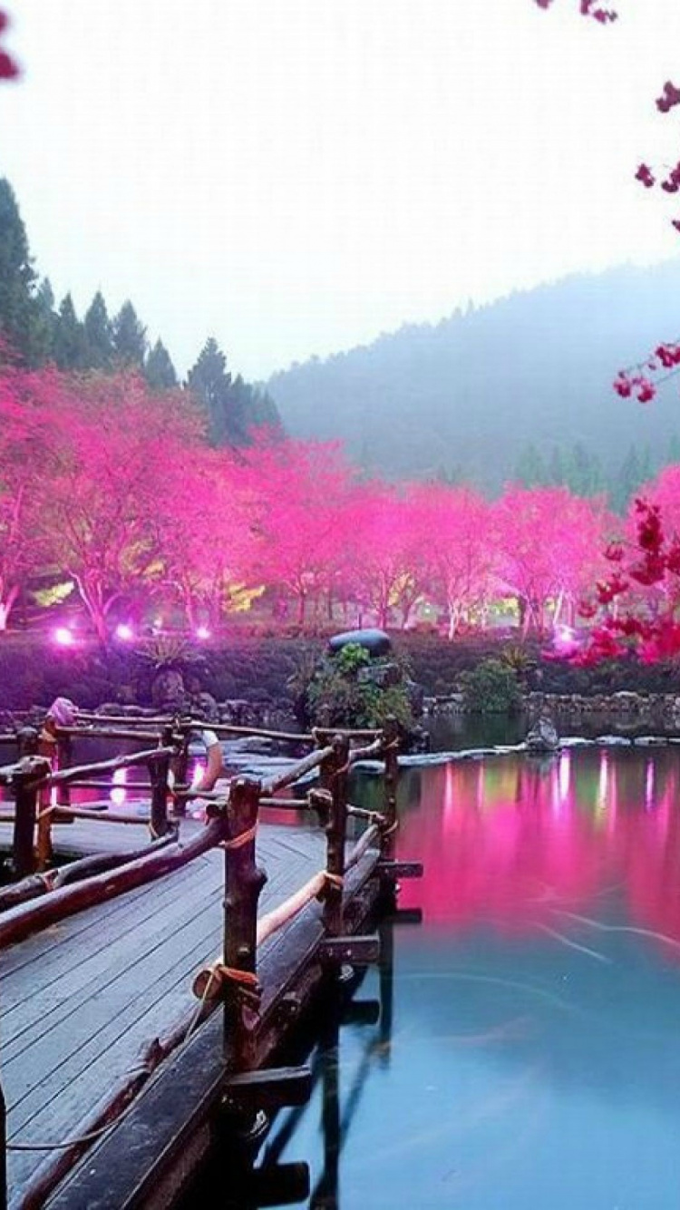 Обои цветение вишни, Киото, Ханами, вишня, природа в разрешении 750x1334