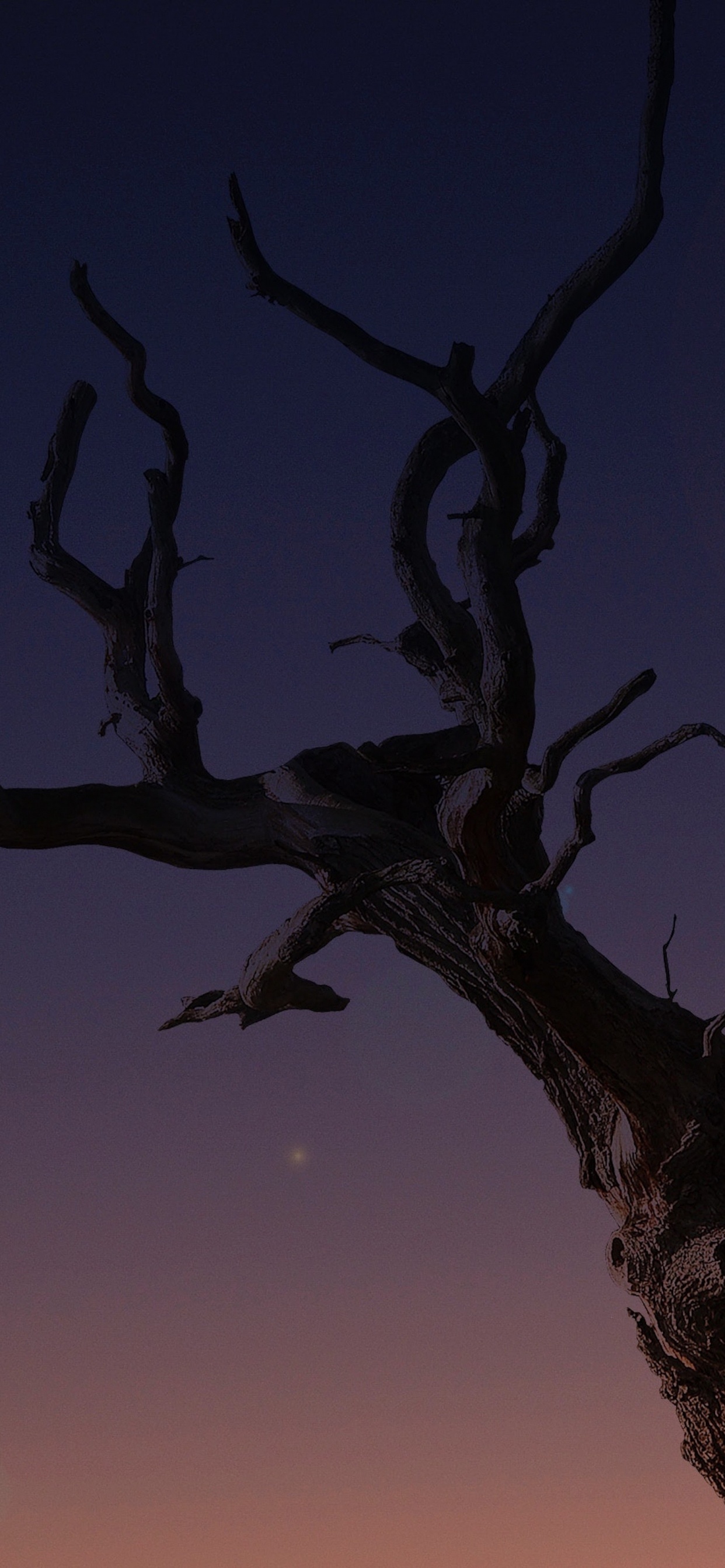 Обои apple, iPhone, iPhone X, яблоко, ios в разрешении 1242x2688