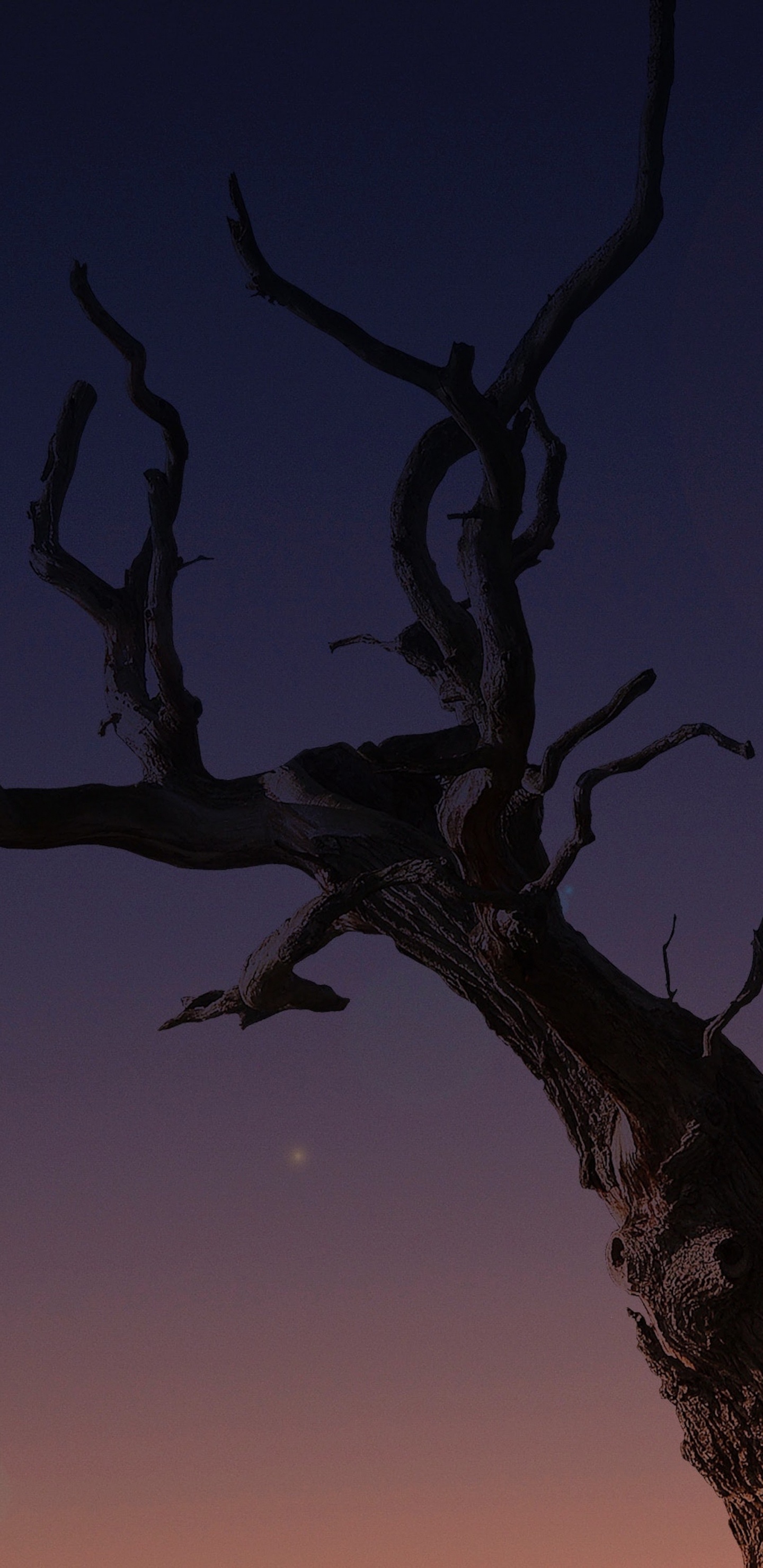 Обои apple, iPhone, iPhone X, яблоко, ios в разрешении 1440x2960