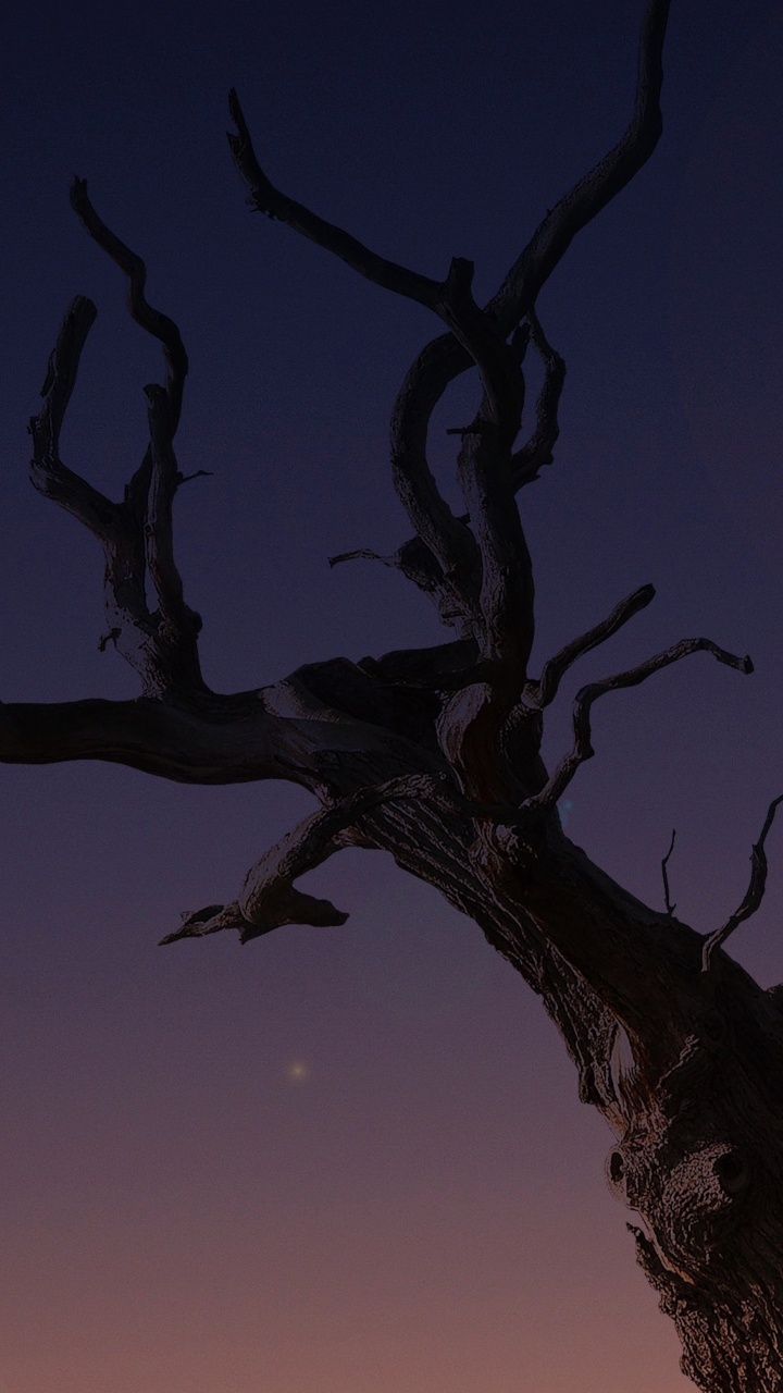 Обои apple, iPhone, iPhone X, яблоко, ios в разрешении 720x1280