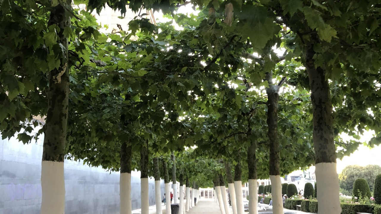 Обои ветвь, биология, наука, древесные растения, тень в разрешении 1280x720