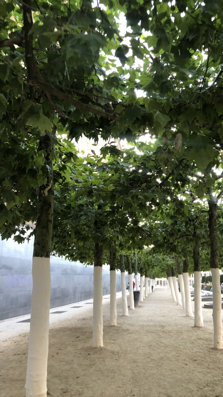 Обои ветвь, биология, наука, древесные растения, тень в разрешении 720x1280