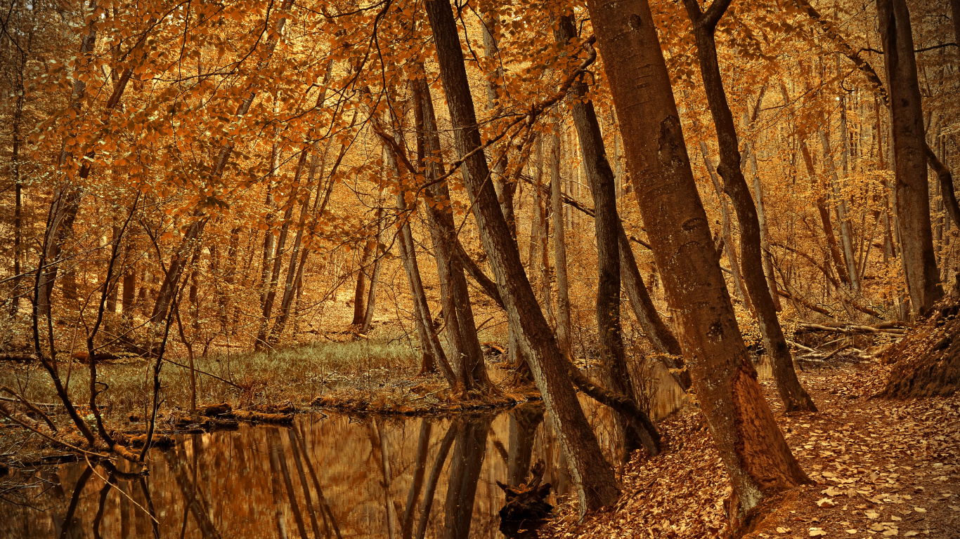 Обои аллея пруд парк, парк, аллея пруд приключения курс, друзья аллеи пруд парк, отдых в разрешении 1366x768