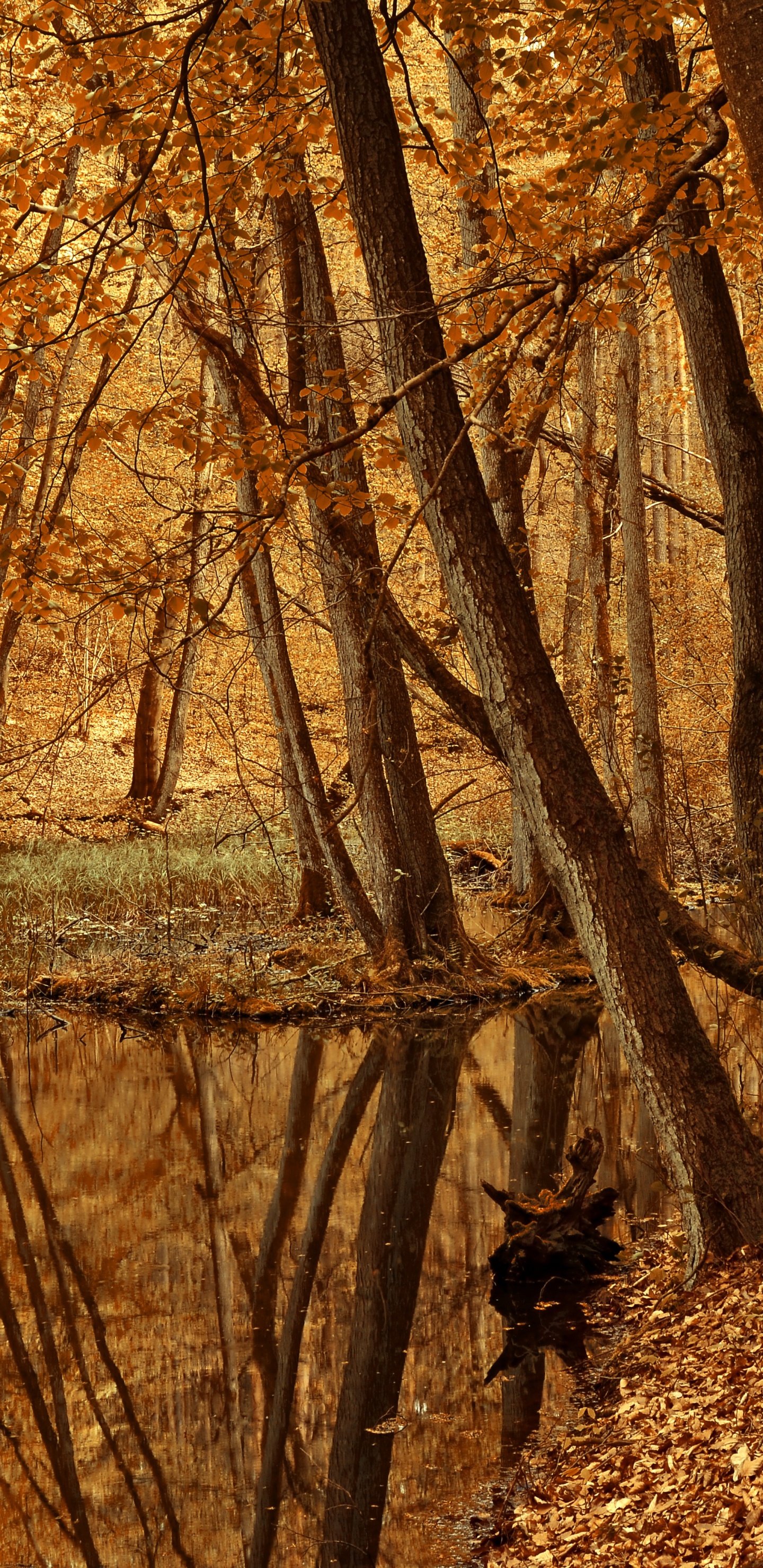 Обои аллея пруд парк, парк, аллея пруд приключения курс, друзья аллеи пруд парк, отдых в разрешении 1440x2960