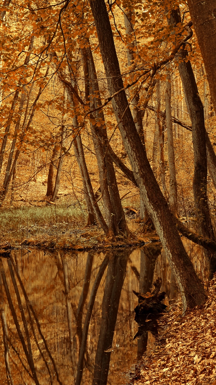 Обои аллея пруд парк, парк, аллея пруд приключения курс, друзья аллеи пруд парк, отдых в разрешении 720x1280