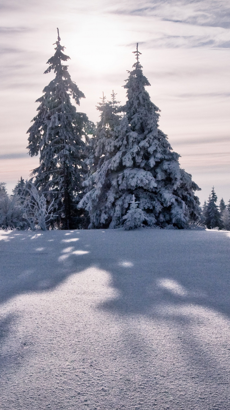 Обои снег, зима, дерево, облако, замораживание в разрешении 750x1334