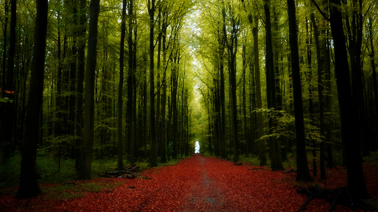 Обои природа, дерево, декорации, пейзаж, дорога в разрешении 1280x720