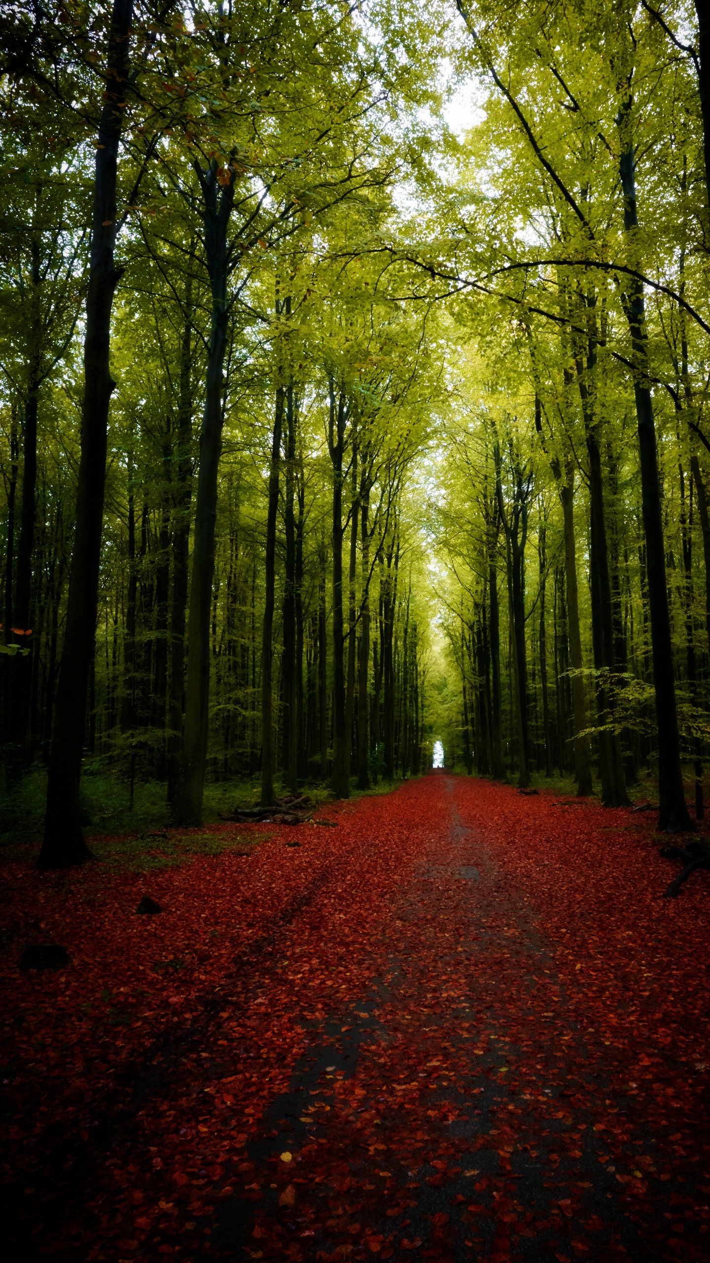 Обои природа, дерево, декорации, пейзаж, дорога в разрешении 1440x2560