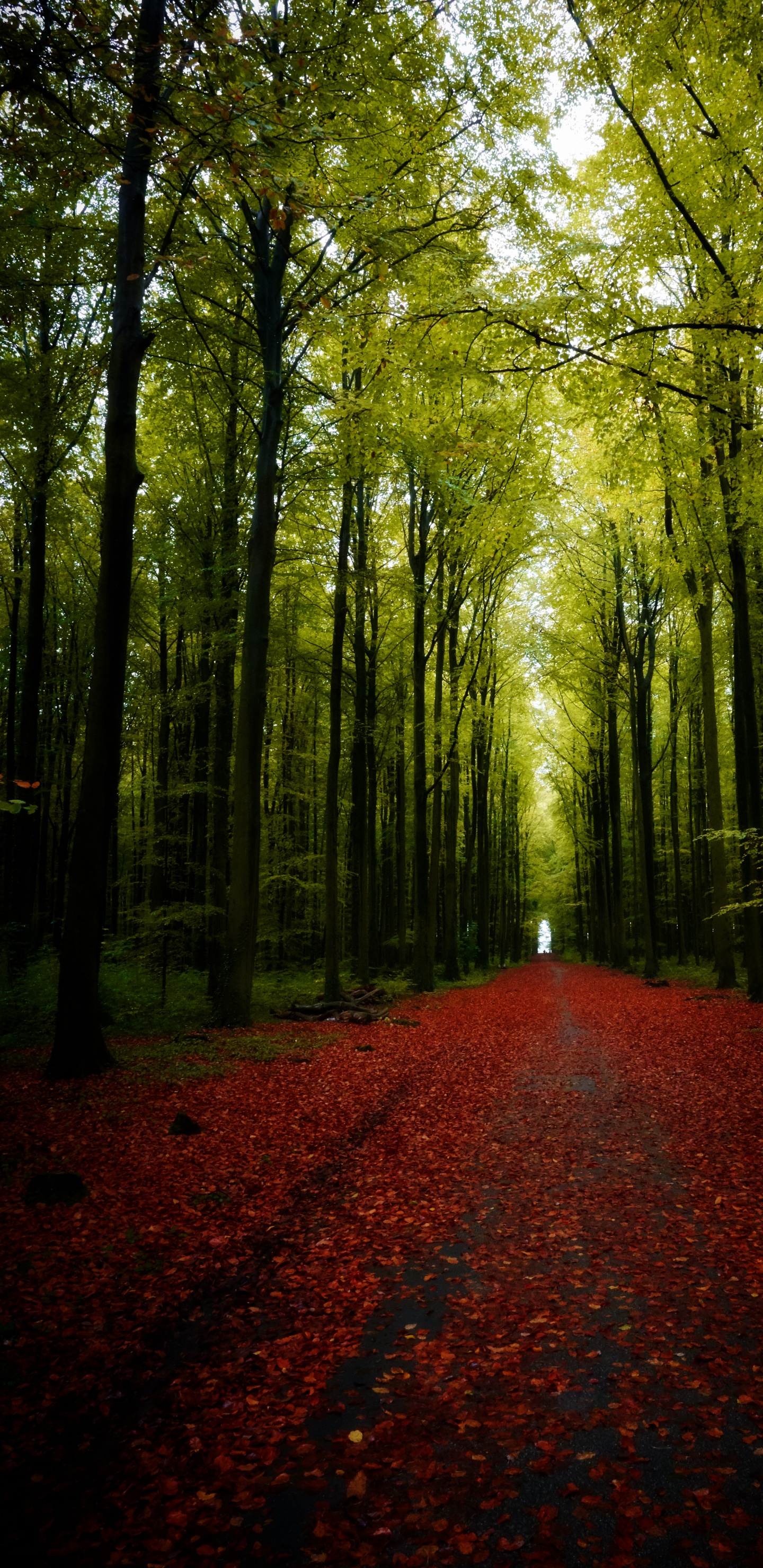 Обои природа, дерево, декорации, пейзаж, дорога в разрешении 1440x2960