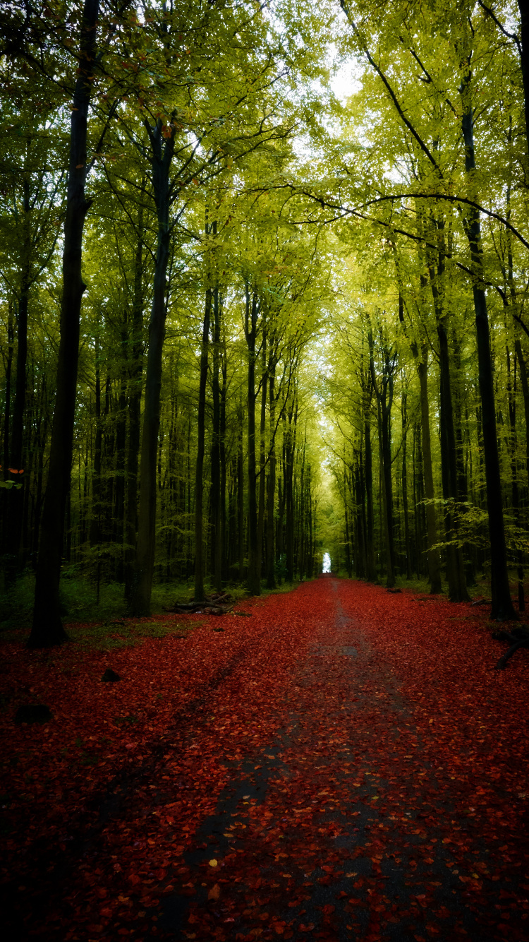 Обои природа, дерево, декорации, пейзаж, дорога в разрешении 750x1334