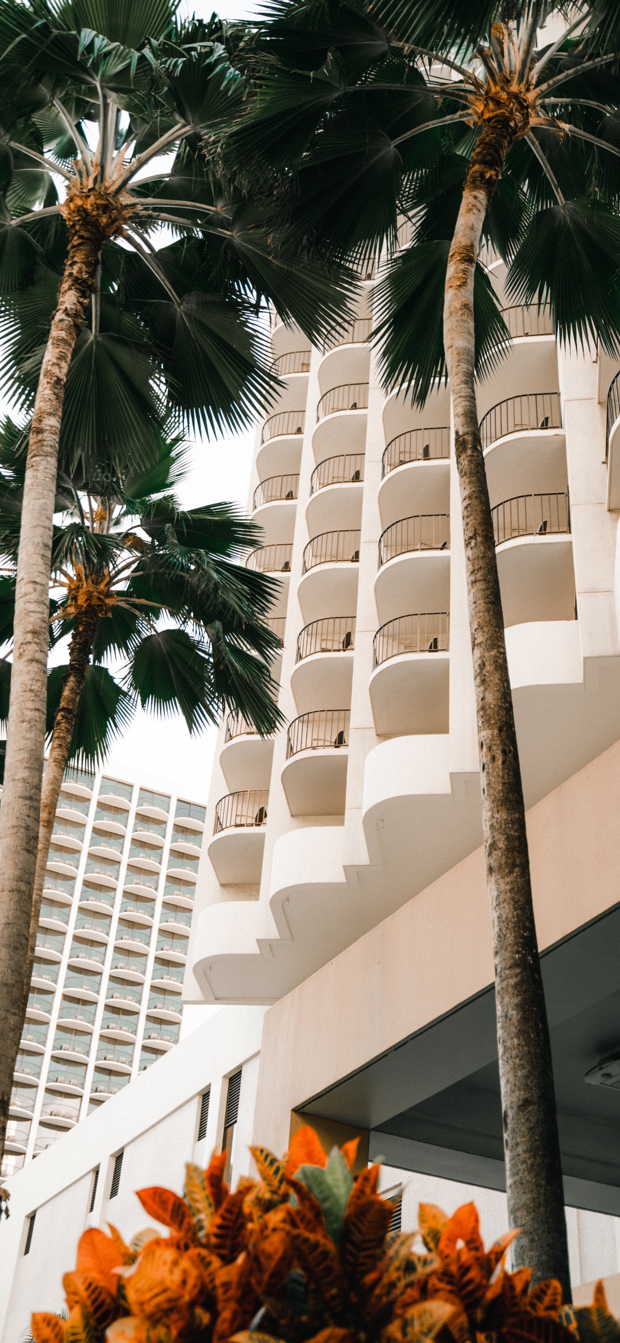 Обои attalea специоза, финиковая пальма, древесные растения, отпуск, Дезерт Палм в разрешении 1242x2688