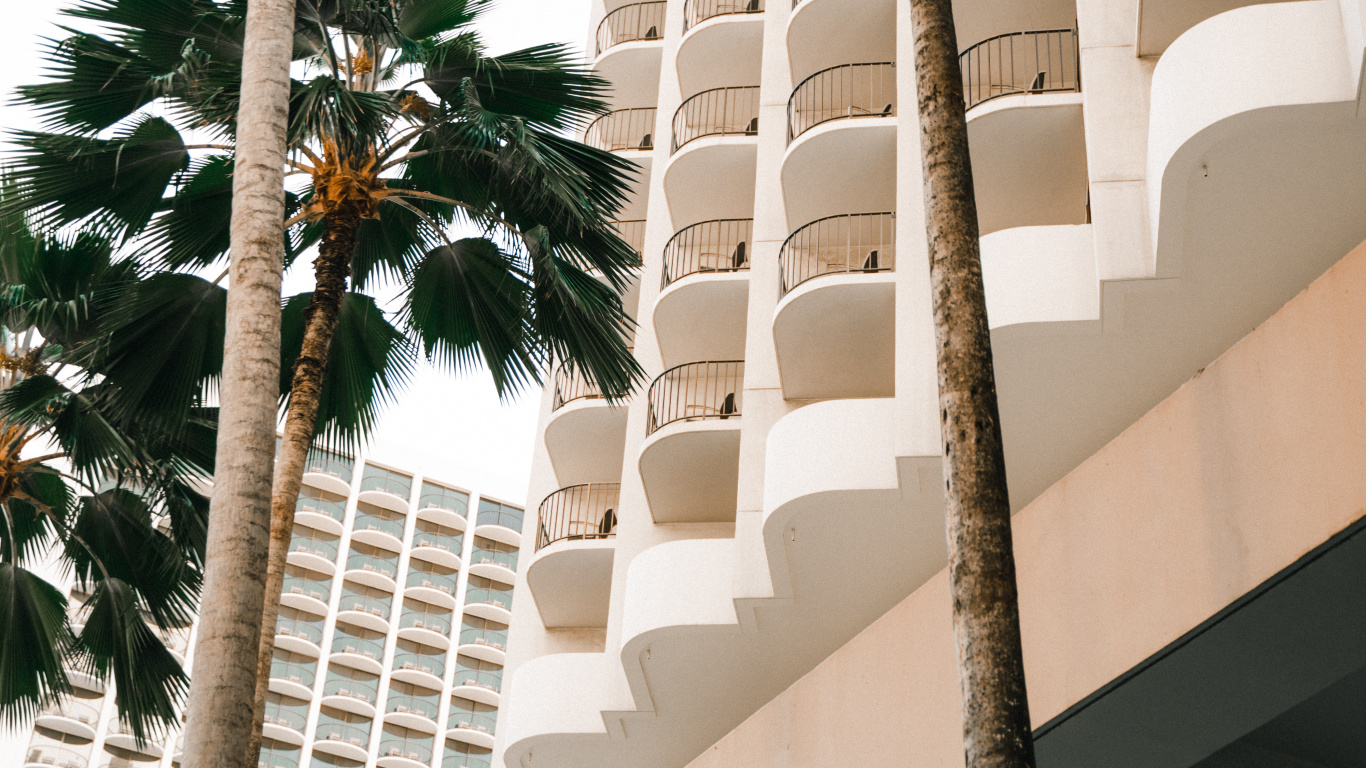 Обои attalea специоза, финиковая пальма, древесные растения, отпуск, Дезерт Палм в разрешении 1366x768