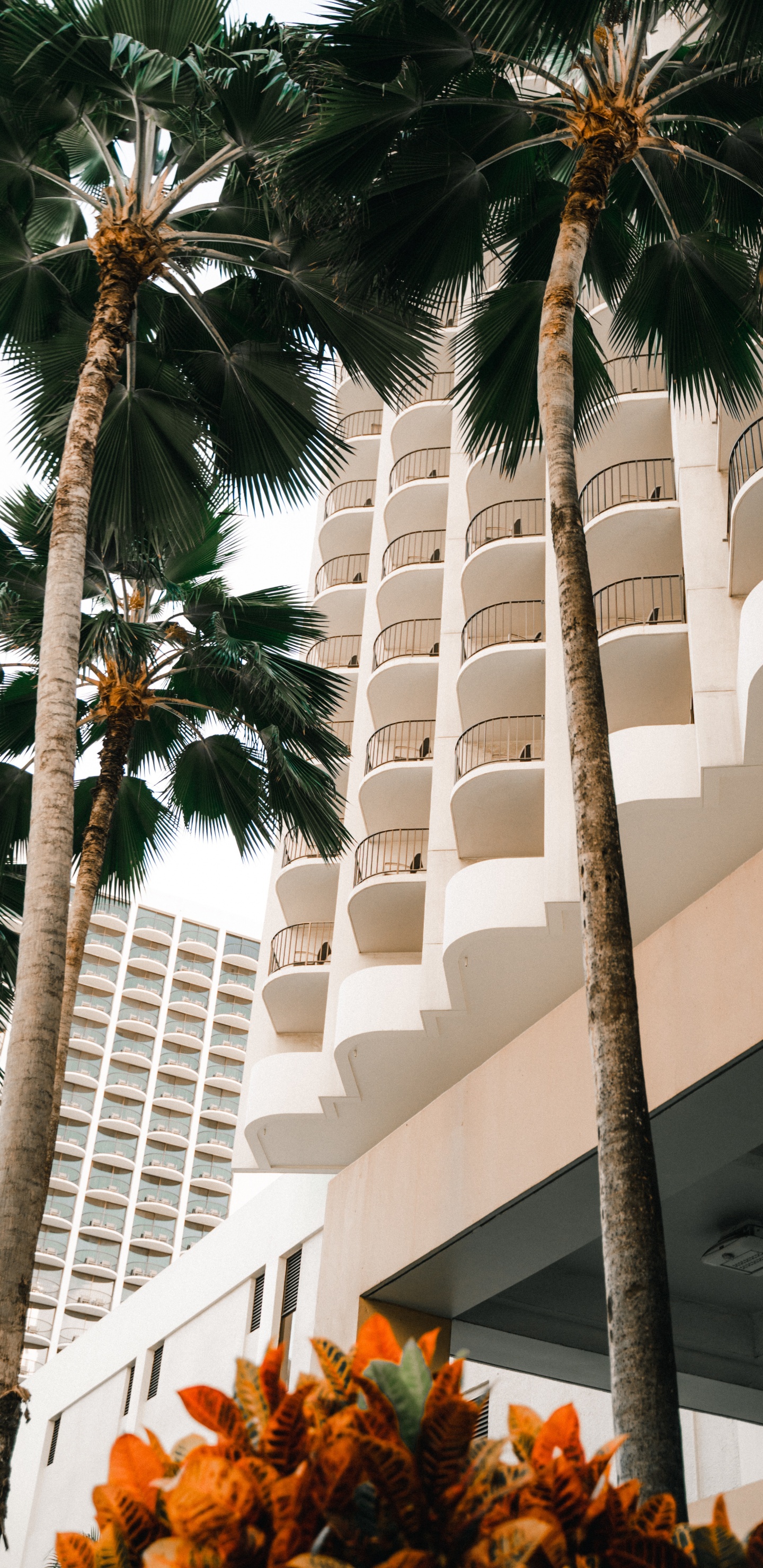 Обои attalea специоза, финиковая пальма, древесные растения, отпуск, Дезерт Палм в разрешении 1440x2960