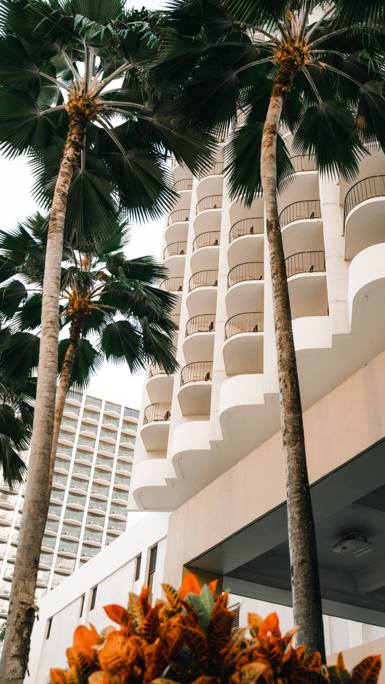 Обои attalea специоза, финиковая пальма, древесные растения, отпуск, Дезерт Палм в разрешении 750x1334