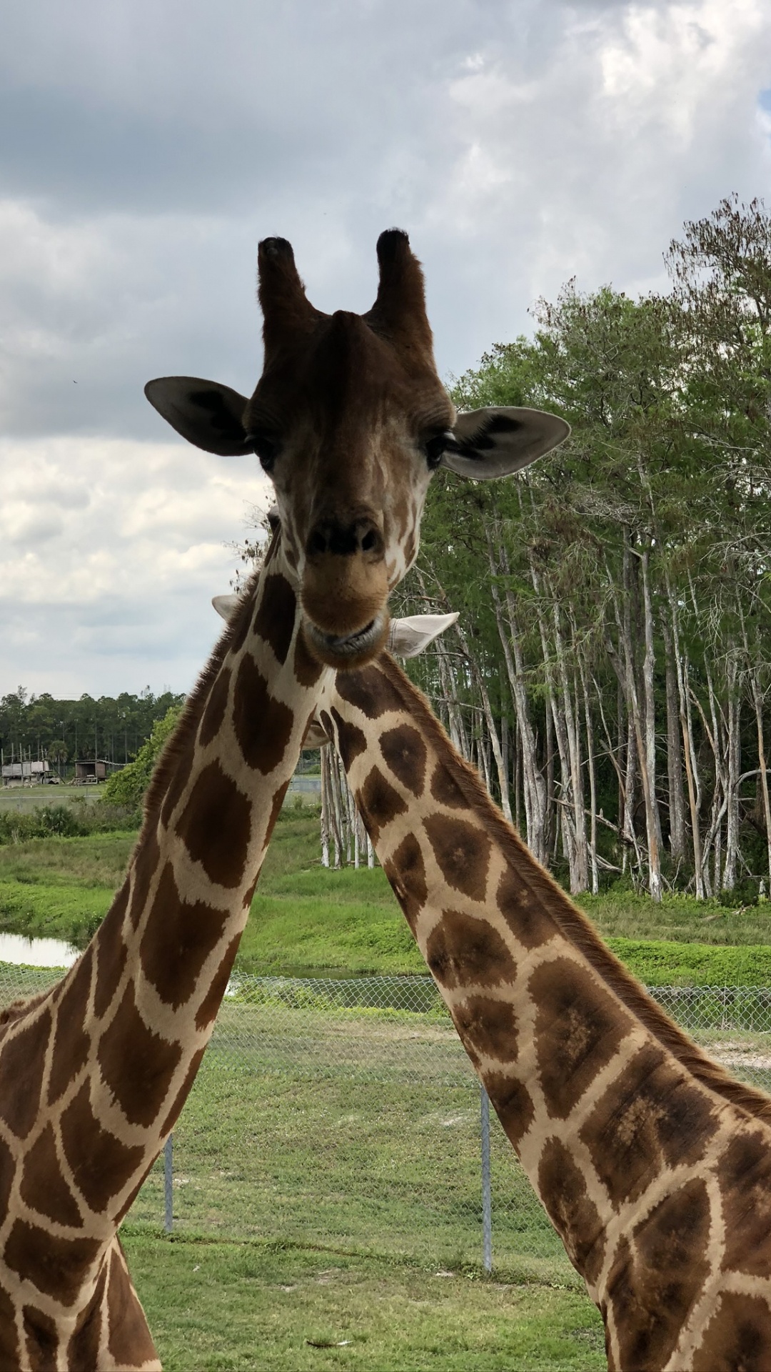 Обои Жираф, наземные животные, природа, жирафовые, дневное время в разрешении 1080x1920