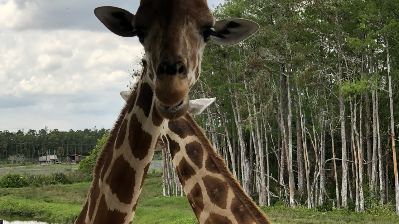 Обои Жираф, наземные животные, природа, жирафовые, дневное время в разрешении 1280x720