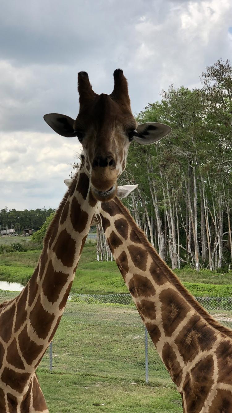 Обои Жираф, наземные животные, природа, жирафовые, дневное время в разрешении 750x1334