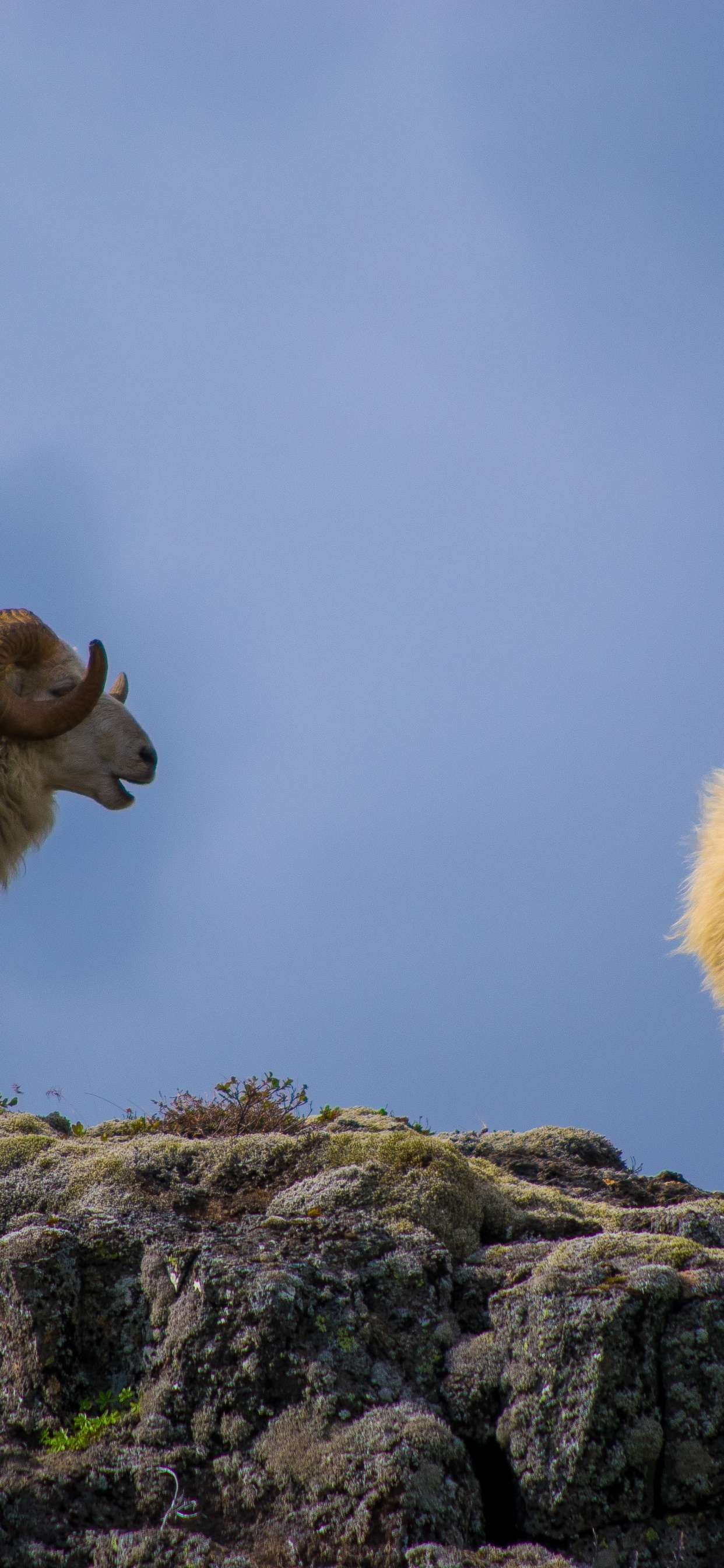 Обои овца, наземные животные, пейзаж, сенокосное угодье, морда в разрешении 1242x2688