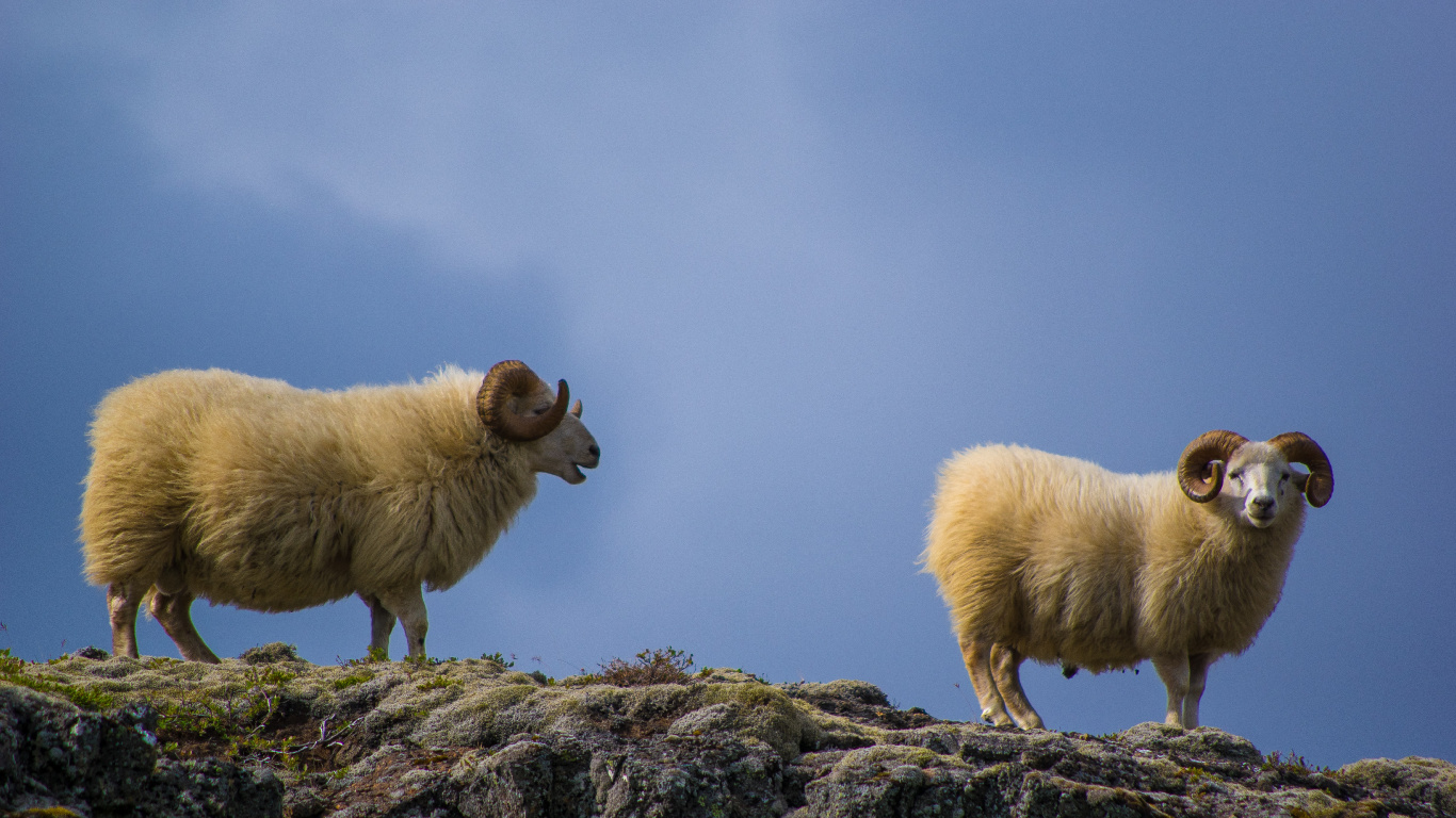 Обои овца, наземные животные, пейзаж, сенокосное угодье, морда в разрешении 1366x768