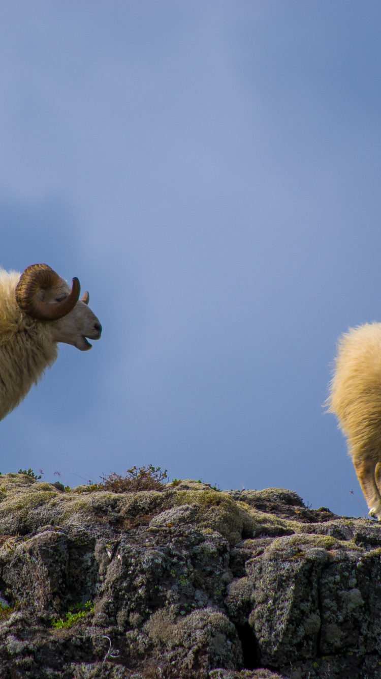 Обои овца, наземные животные, пейзаж, сенокосное угодье, морда в разрешении 750x1334