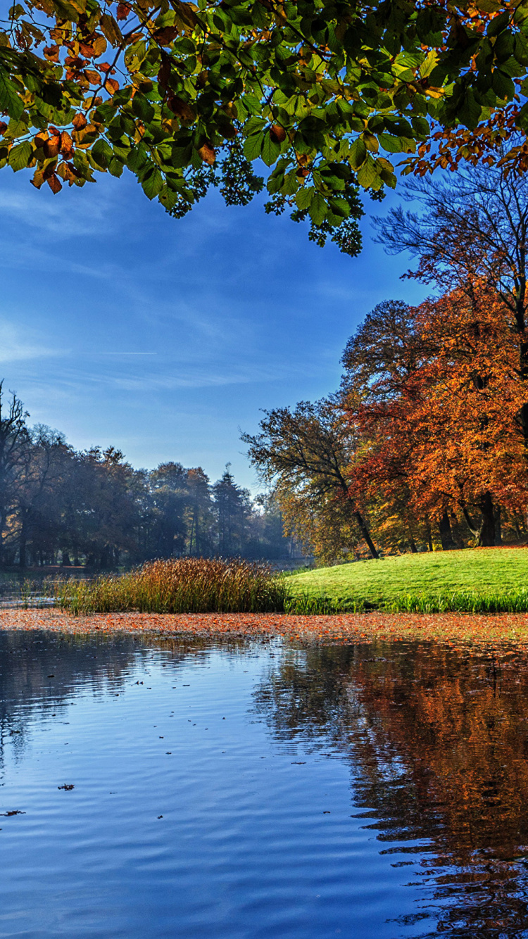 Обои природа, пейзаж, отражение, дерево, вода в разрешении 750x1334