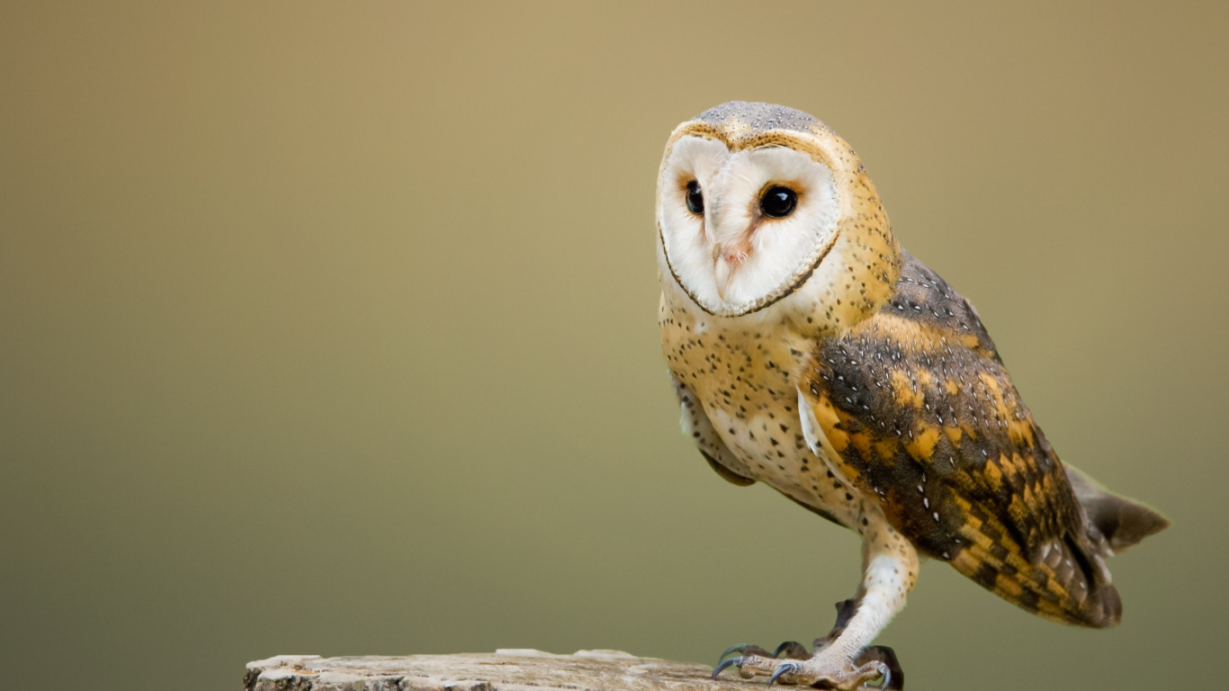 Обои сипуха, птица, сова, хищная птица, клюв в разрешении 1366x768