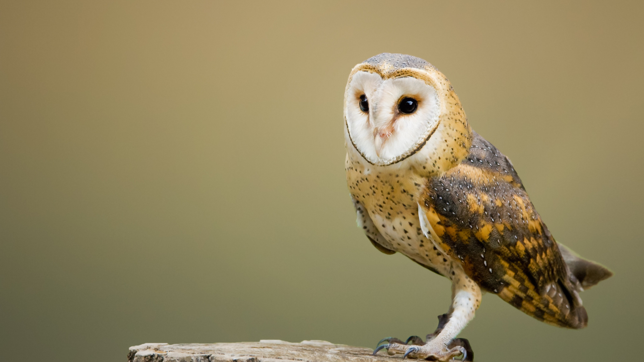 Обои сипуха, птица, сова, хищная птица, клюв в разрешении 2560x1440