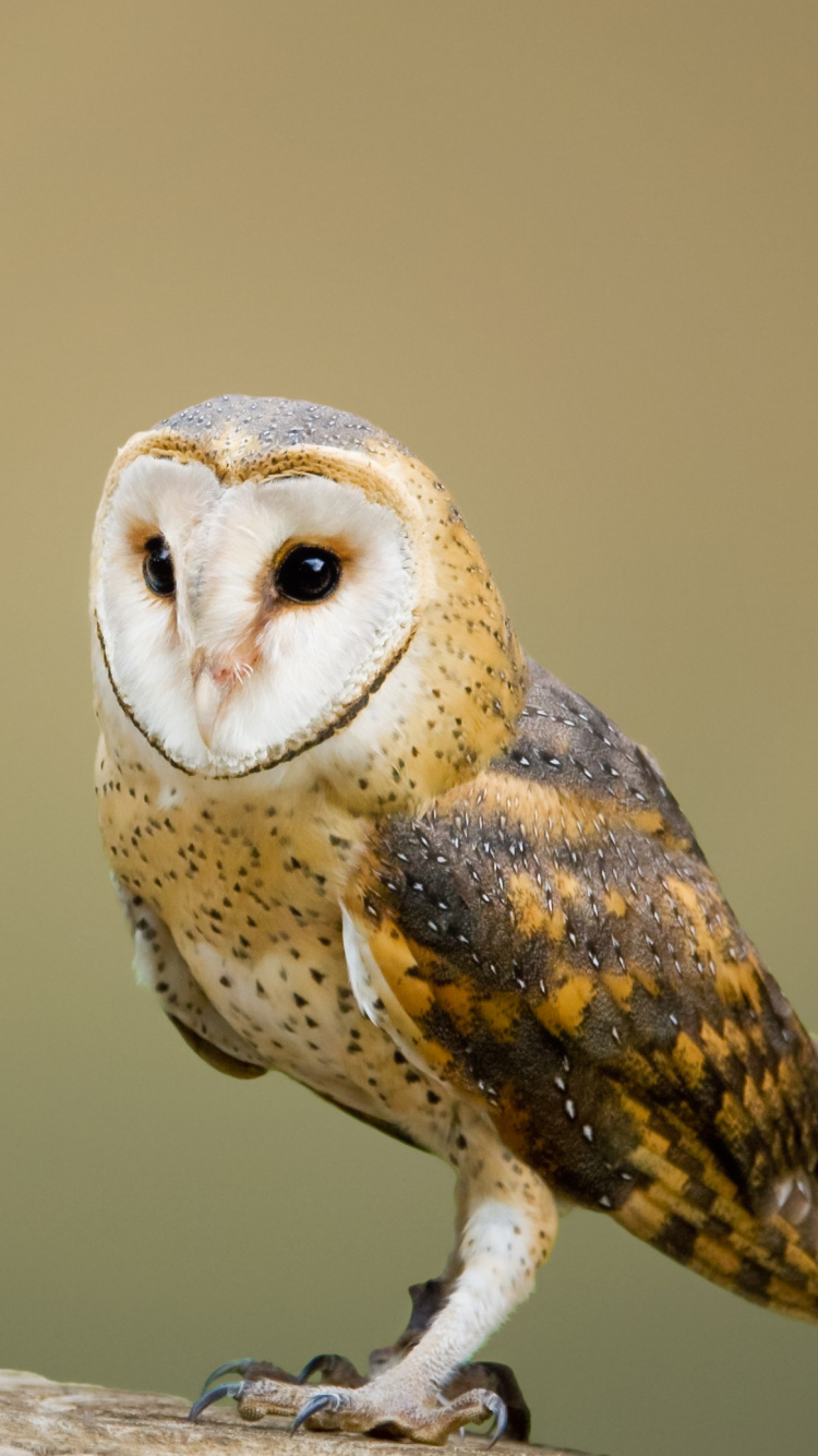 Обои сипуха, птица, сова, хищная птица, клюв в разрешении 750x1334