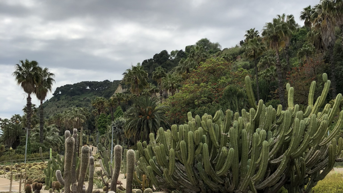 Обои растительность, биом, кустарник, растение, растительное сообщество в разрешении 1366x768