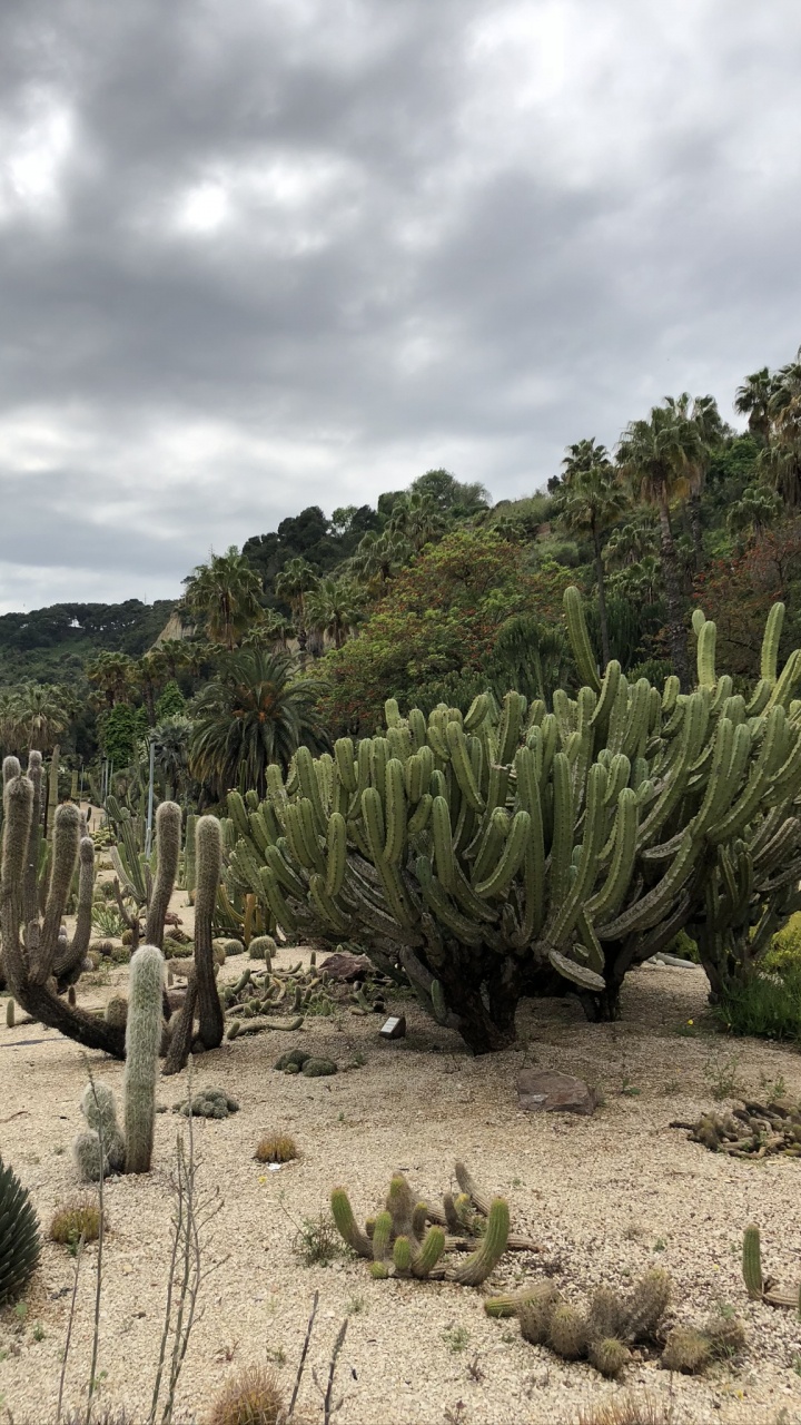 Обои растительность, биом, кустарник, растение, растительное сообщество в разрешении 720x1280