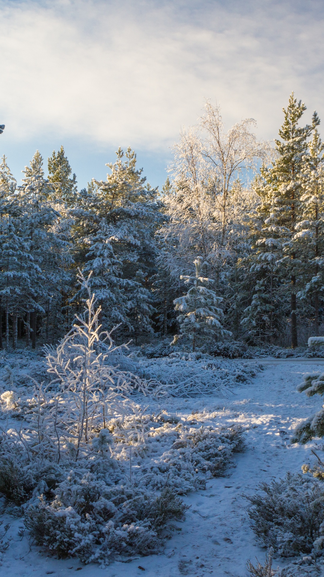 Обои снег, Хвойные, дерево, зима, лес в разрешении 1080x1920
