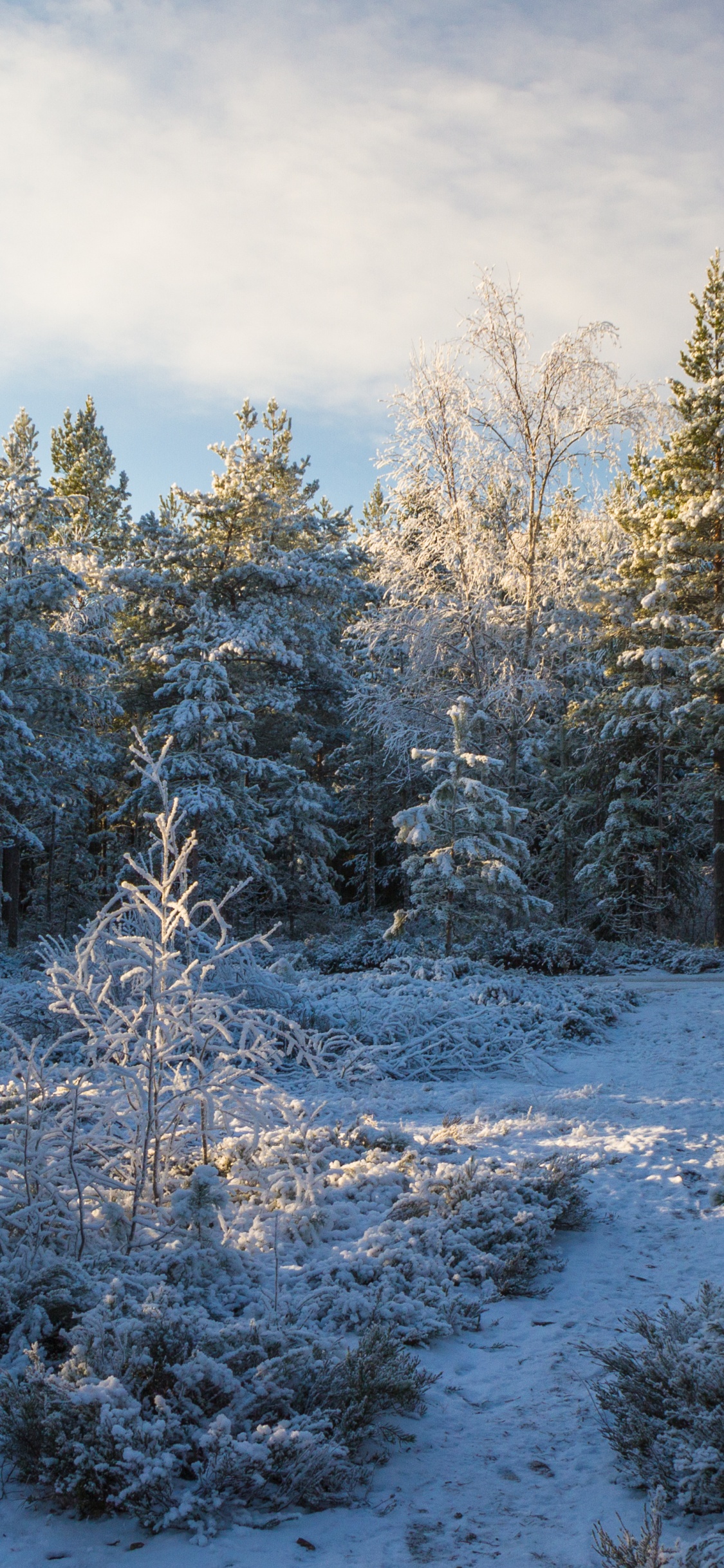 Обои снег, Хвойные, дерево, зима, лес в разрешении 1125x2436