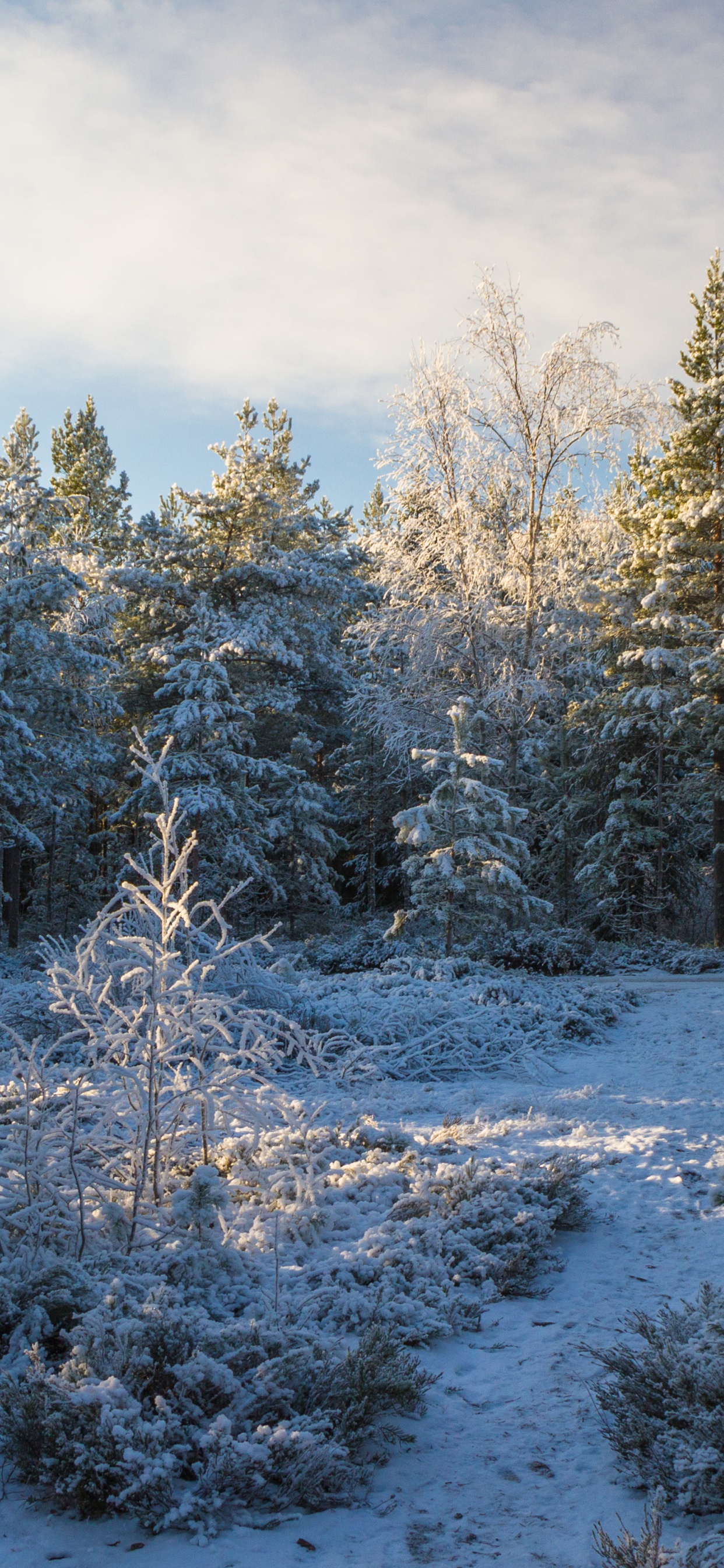 Обои снег, Хвойные, дерево, зима, лес в разрешении 1242x2688