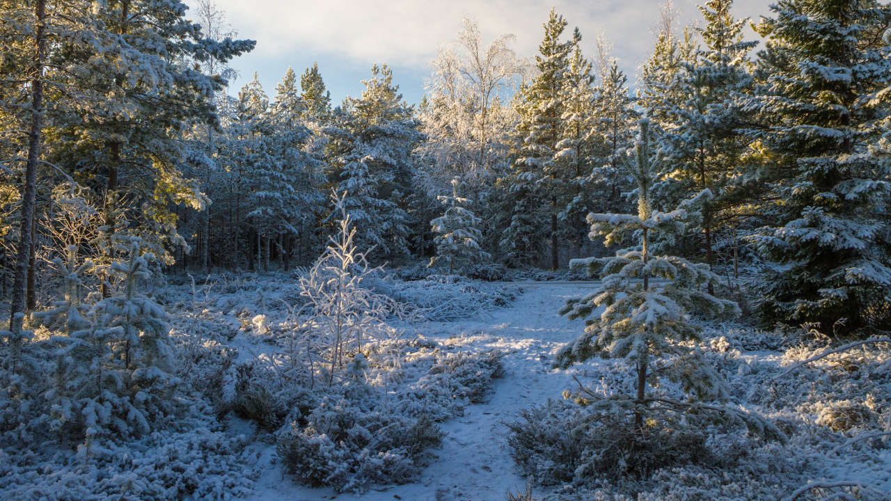 Обои снег, Хвойные, дерево, зима, лес в разрешении 1280x720