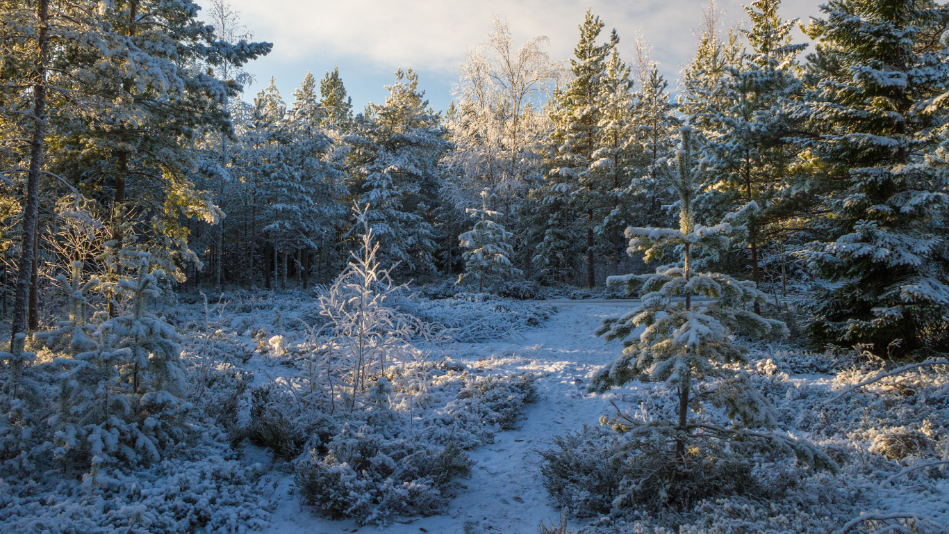 Обои снег, Хвойные, дерево, зима, лес в разрешении 1366x768