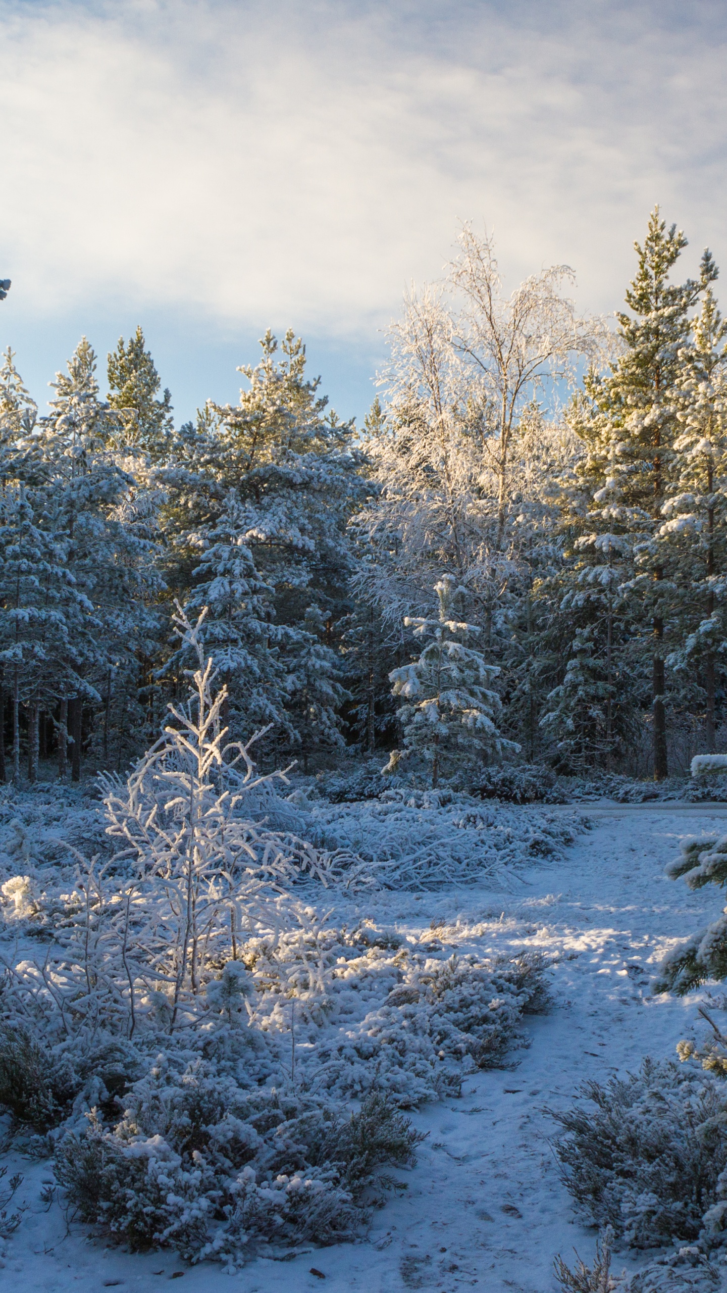 Обои снег, Хвойные, дерево, зима, лес в разрешении 1440x2560