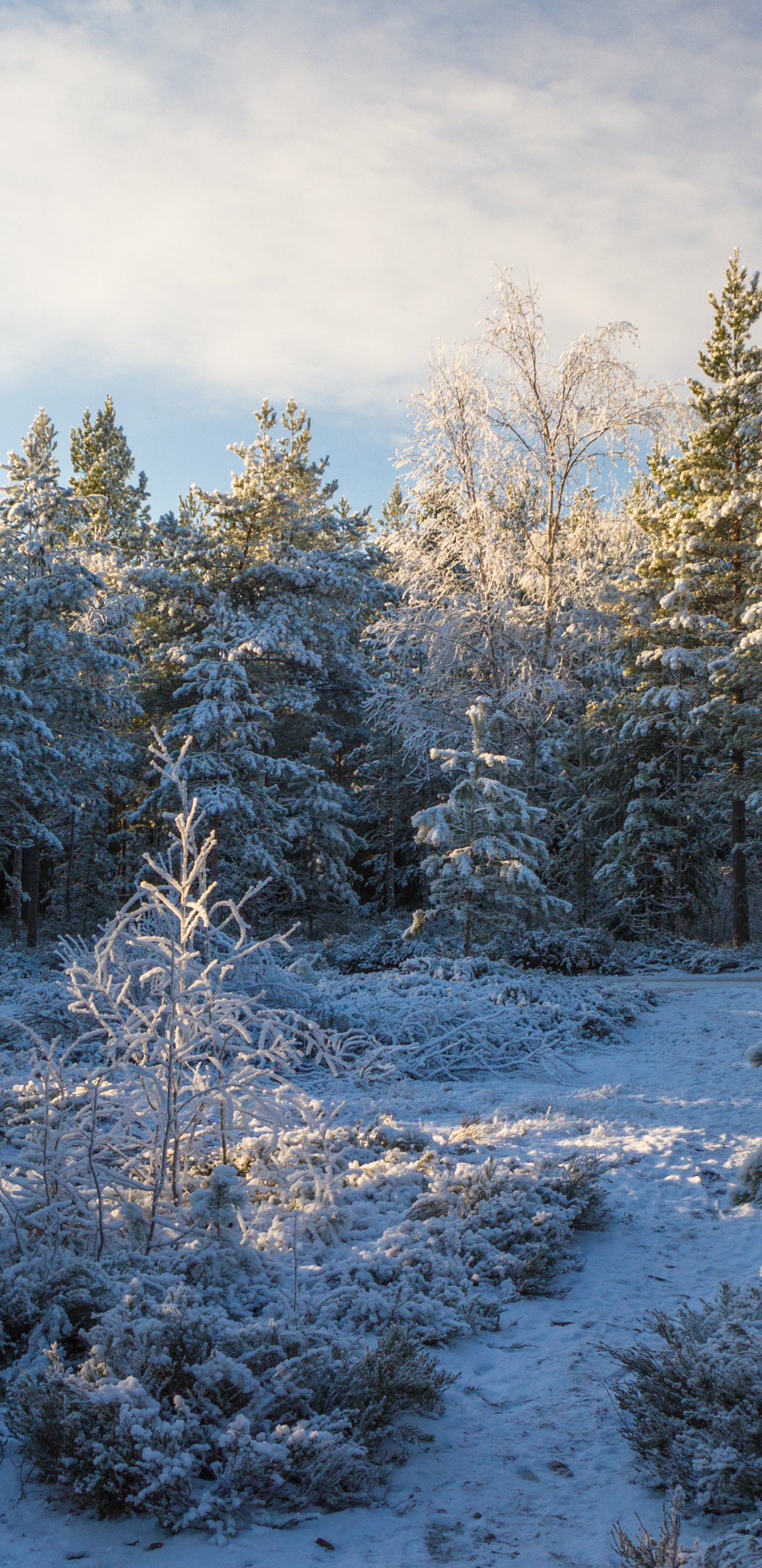 Обои снег, Хвойные, дерево, зима, лес в разрешении 1440x2960