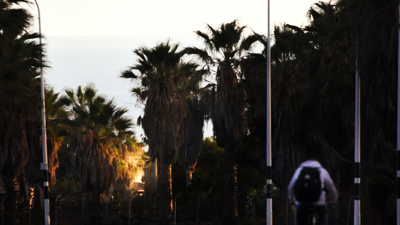 Обои переулок, Пальмоцветные, дорога, Король, Пальма в разрешении 1280x720