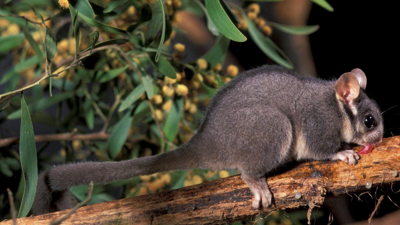 Обои Phalangeriformes, Leadbeaters опоссум, исчезающий вид, Крыса, сумчатое животное в разрешении 1366x768