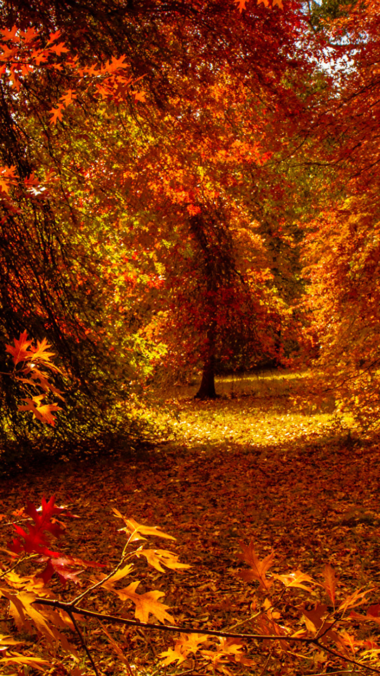 Обои осень, лист, природа, листопадные, лесистая местность в разрешении 750x1334