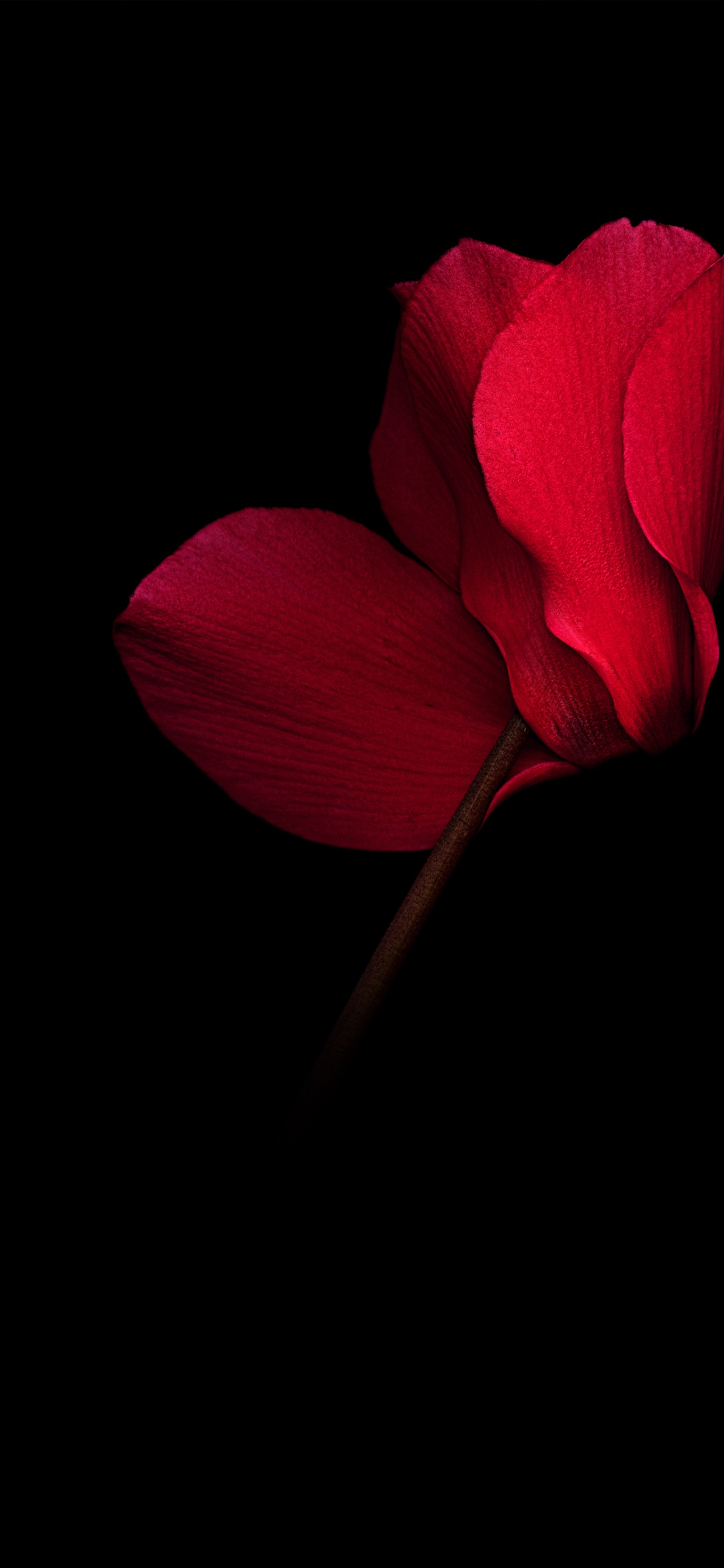 Обои Huawei, амолед, Huawei Mate, OLED, Huawei Mate RS в разрешении 1242x2688