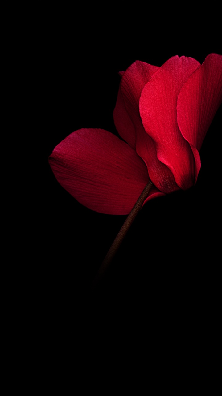 Обои Huawei, амолед, Huawei Mate, OLED, Huawei Mate RS в разрешении 720x1280